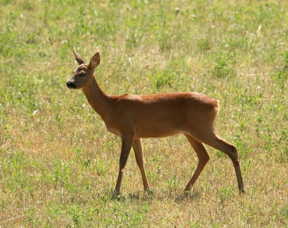 Il Capriolo